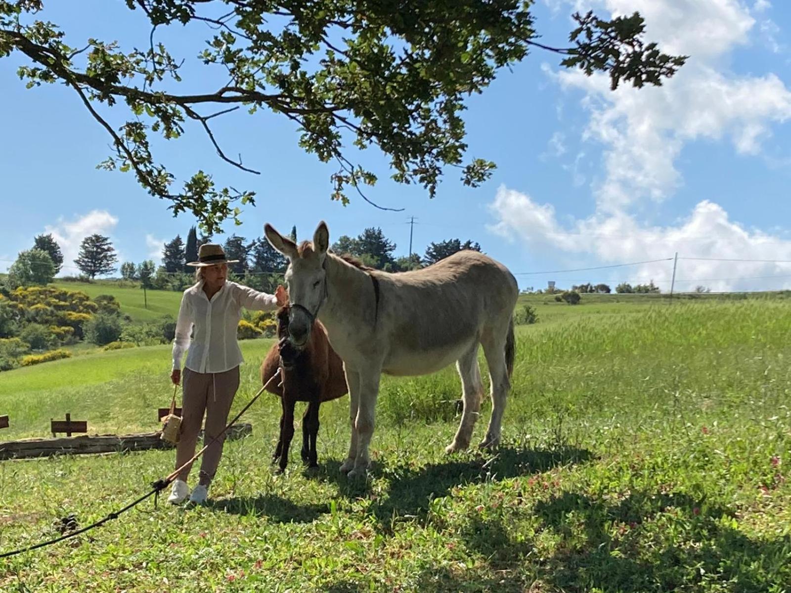Agriturismo Selvella Radicofani Eksteriør billede