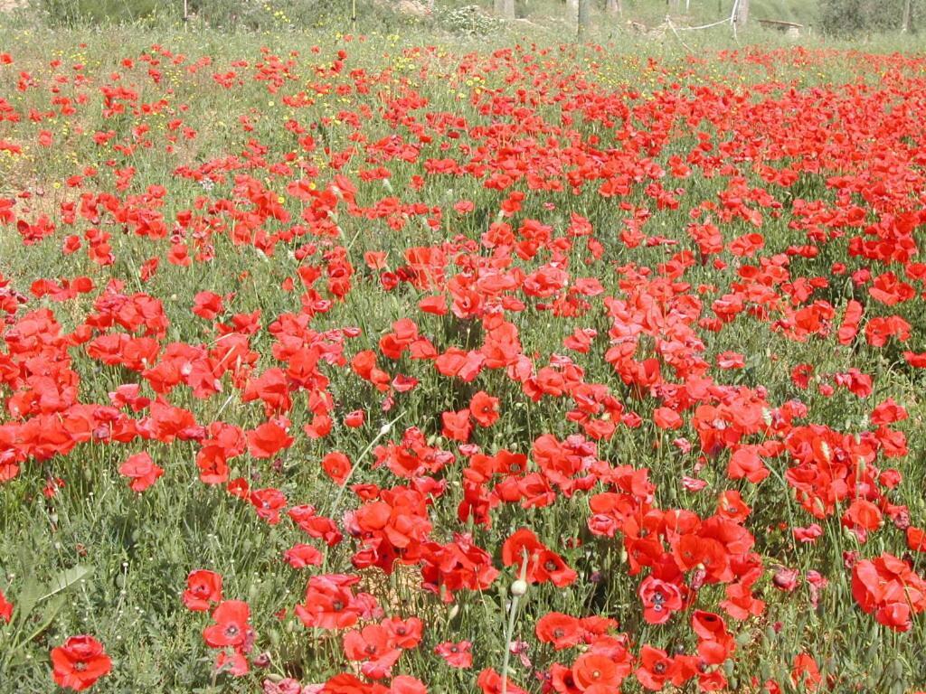 Agriturismo Selvella Radicofani Eksteriør billede